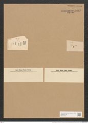 Diatoma elongatum var. tenue (Ag.) V. H. (de-Toni-Nr.: Genus 58, Species 2539) Zeichnungen Sammlung Grunow Nr. 5082 (NHMW-BOT-W0373357)